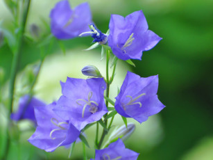 Картинка цветы колокольчики
