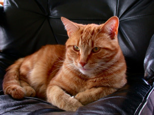 Картинка животные коты