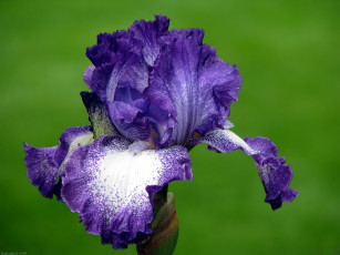 Картинка цветы ирисы