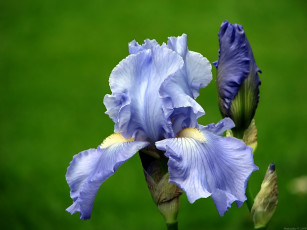 Картинка цветы ирисы