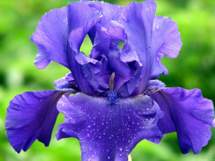 Картинка цветы ирисы
