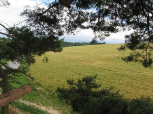 Картинка природа поля дорога поле деревья изгородь