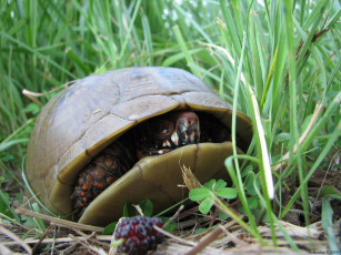 Картинка животные Черепахи