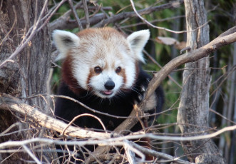 Картинка животные панды ветки взгляд