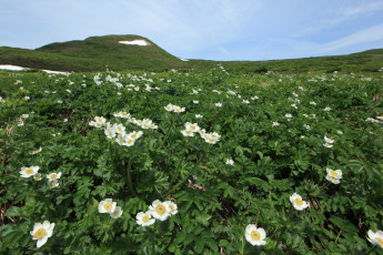 Картинка природа луга горы цветы небо