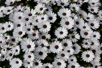 Картинка цветы диморфотеки