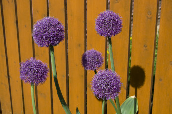 Картинка декоративный чеснок цветы аллиум лук