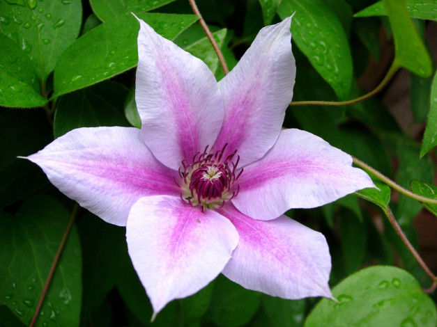 Обои картинки фото цветы, клематис, ломонос, большой, розовый