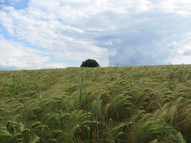 Обои картинки фото природа, поля, колосья, облака, дерево