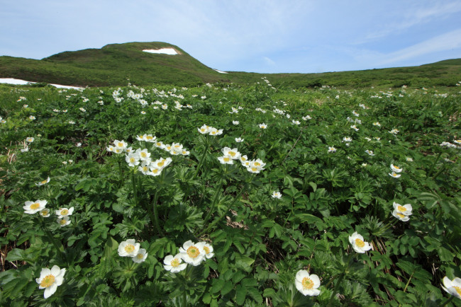 Обои картинки фото природа, луга, горы, цветы, небо