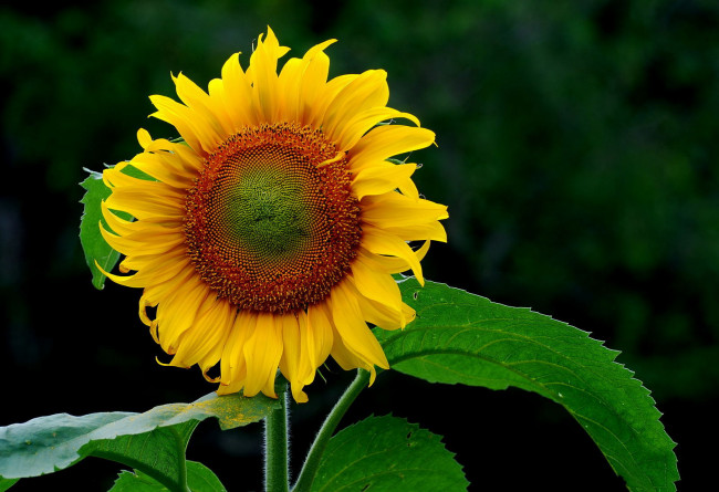 Обои картинки фото цветы, подсолнухи