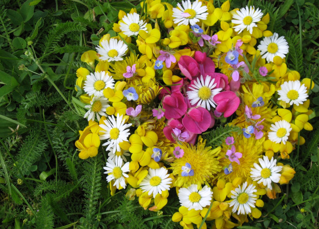 Обои картинки фото цветы, букеты, композиции, желтый, ромашки, одуванчики