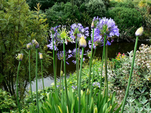 Картинка цветы агапантус африканская лилия лепестки