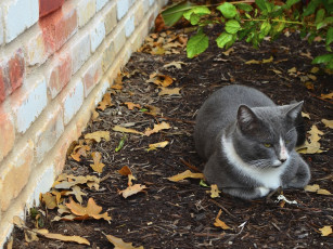 Картинка животные коты серый