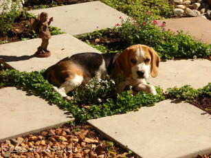 Картинка животные собаки dog