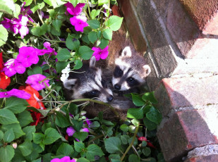 Картинка животные еноты raccoon