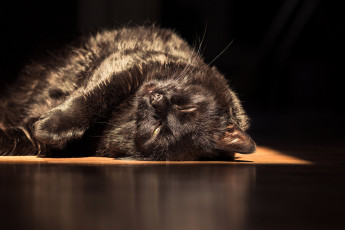 Картинка животные коты cat