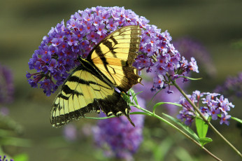 Картинка животные бабочки цветок бабочка