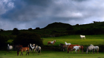 Картинка животные лошади луг