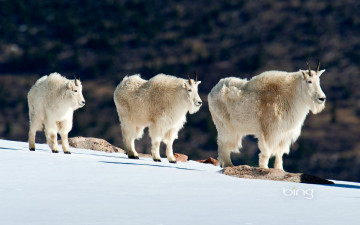 Картинка животные козы