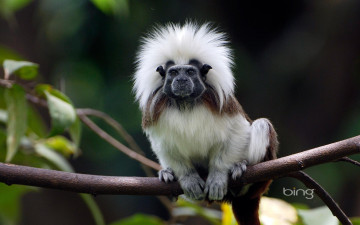 Картинка животные обезьяны обезяна