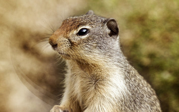 Картинка животные суслики сурки