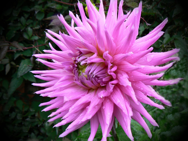 Обои картинки фото цветы, георгины, лепестки