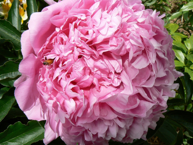 Обои картинки фото цветы, пионы, лепестки