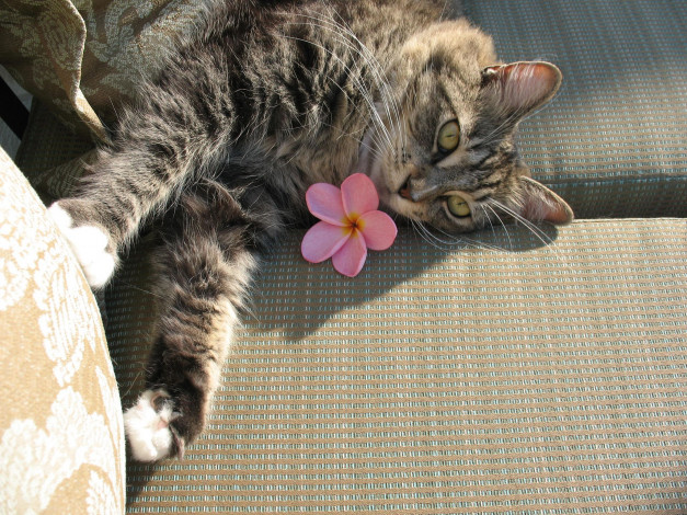 Обои картинки фото животные, коты, плюмерия