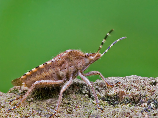 Обои картинки фото животные, насекомые, насекомое