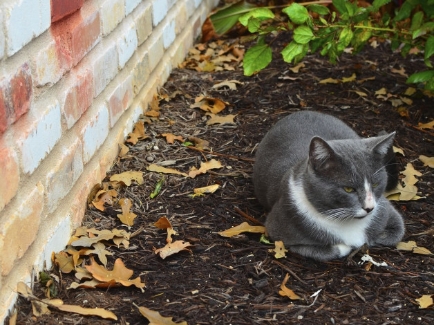 Обои картинки фото животные, коты, серый