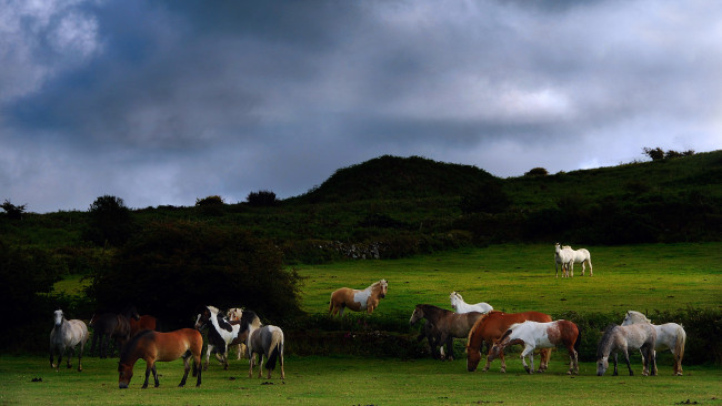 Обои картинки фото животные, лошади, луг
