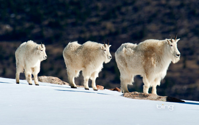 Обои картинки фото животные, козы