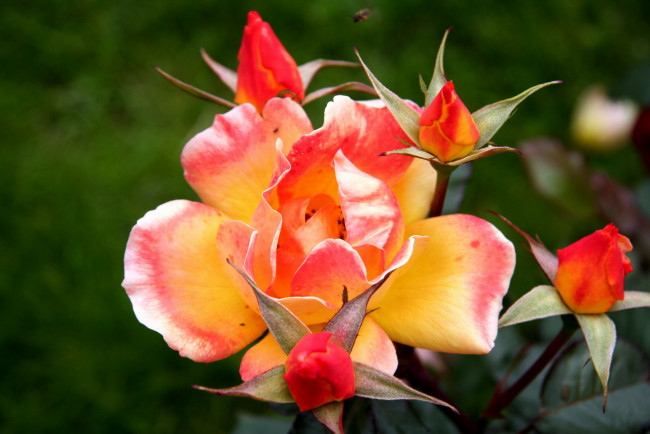 Обои картинки фото цветы, розы, роза, красно-желтая, бутоны