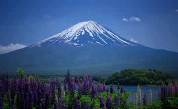 Картинка природа горы фудзияма люпин
