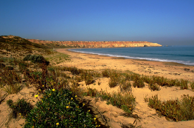 Обои картинки фото природа, побережье, трава, мыс, пляж, океан, кустарник, цветы