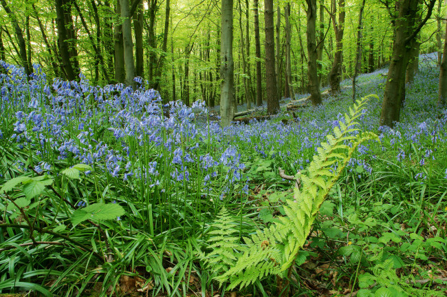 Обои картинки фото природа, лес, цветы, поляна, колокольчики, папоротник