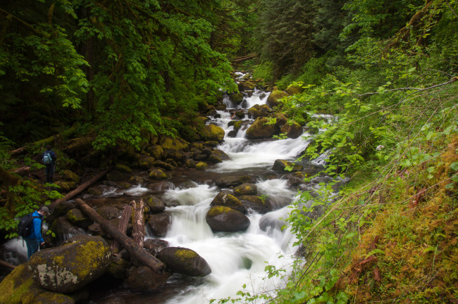 Обои картинки фото columbia, river, gorge, oregon, природа, реки, озера, камни, брёвна, лес, каскад, орегон, река, колумбия