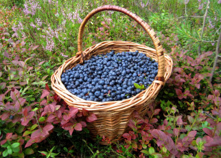 Картинка еда голубика +черника корзина черника