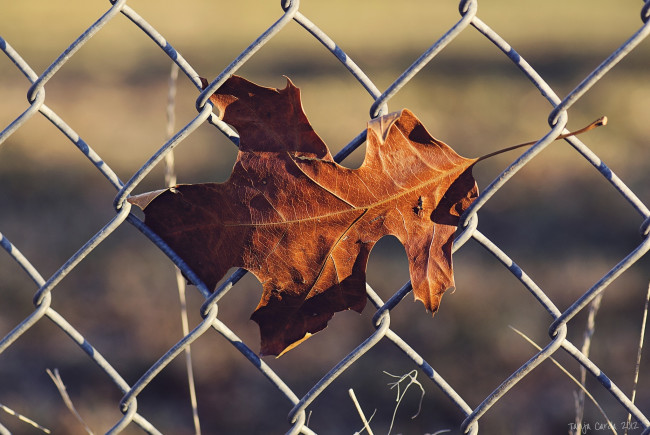 Обои картинки фото природа, листья, осень, макро, сетка