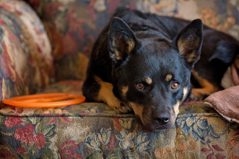 Картинка животные собаки обивка собака взгляд кресло