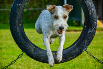 Картинка животные собаки собака кочеля шина