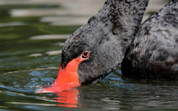 Картинка животные лебеди чёрный лебедь шея голова клюв вода