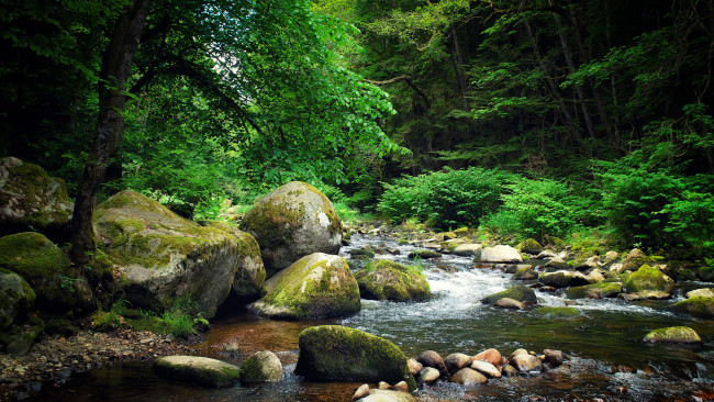 Обои картинки фото природа, реки, озера, лес, река