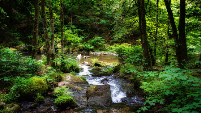 Обои картинки фото природа, реки, озера, река, лес