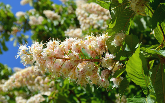 Обои картинки фото цветы, каштаны, дерево, макро, весна, цветение, каштан