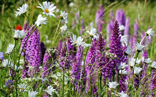 Обои картинки фото цветы, луговые , полевые,  цветы, луг, ромашки