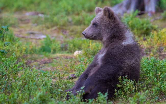 Обои картинки фото животные, медведи, сидит, медвежонок, медведь
