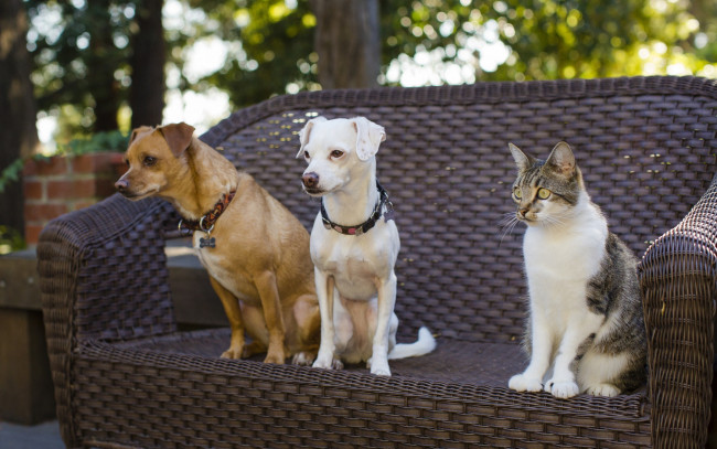 Обои картинки фото животные, разные вместе, друзья, троица, кошка, кот, собаки