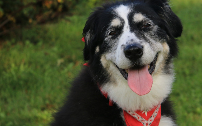 Обои картинки фото животные, собаки, язык, морда, собака, друг, пёс, настроение, портрет